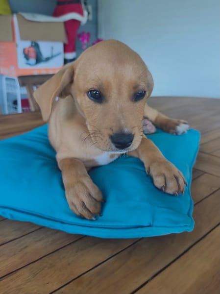 Saphir, mâle croisé berger créole, né le 28/11/2025 🤍