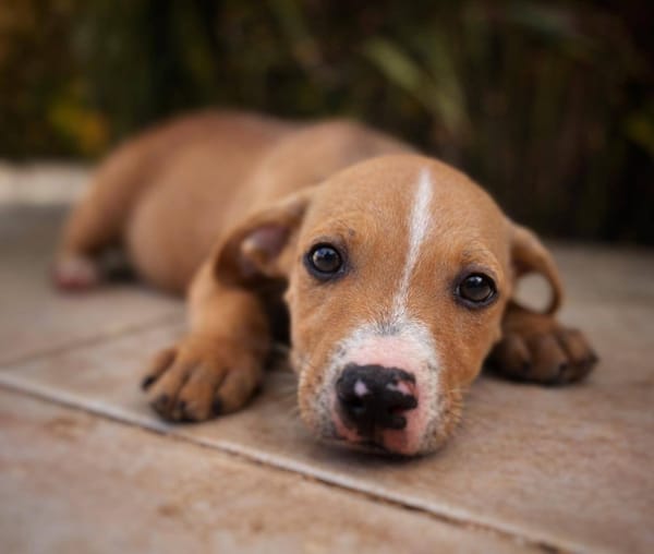 Sailor, mâle, X Berger, né le 10/12/2025🐶