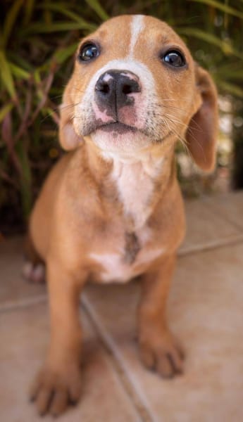 Sailor, mâle, X Berger, né le 10/12/2025🐶