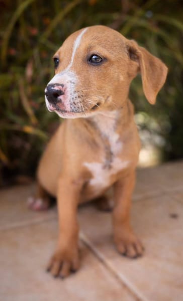 Sailor, mâle, X Berger, né le 10/12/2025🐶