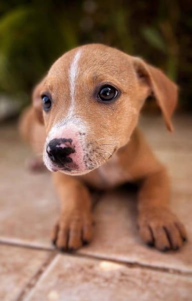 Sailor, mâle, X Berger, né le 10/12/2025🐶