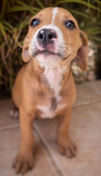 Sailor, mâle, X Berger, né le 10/12/2025🐶