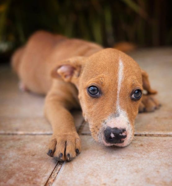 Sailor, mâle, X Berger, né le 10/12/2025🐶