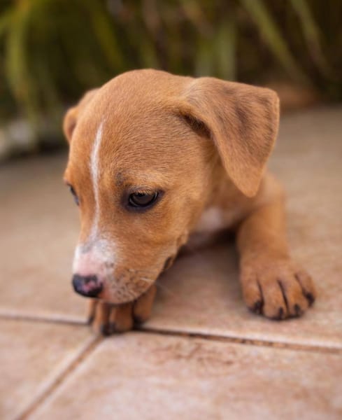 Sailor, mâle, X Berger, né le 10/12/2025🐶