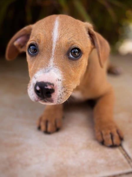 Sailor, mâle, X Berger, né le 10/12/2025🐶