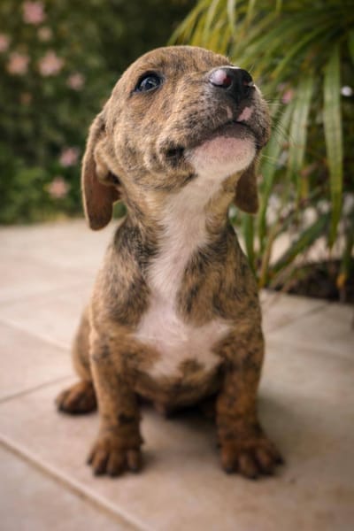 Oji, mâle, X Berger, né le 10/12/2025🐶