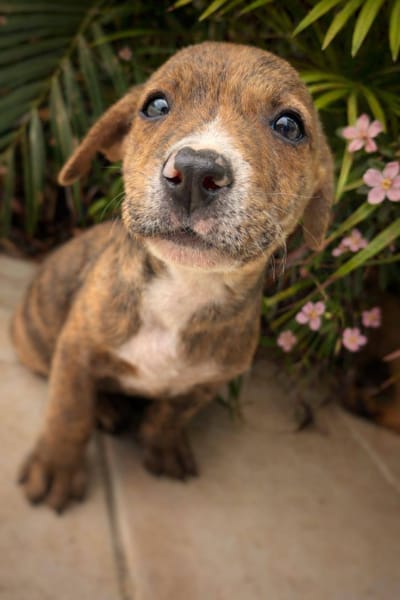 Oji, mâle, X Berger, né le 10/12/2025🐶