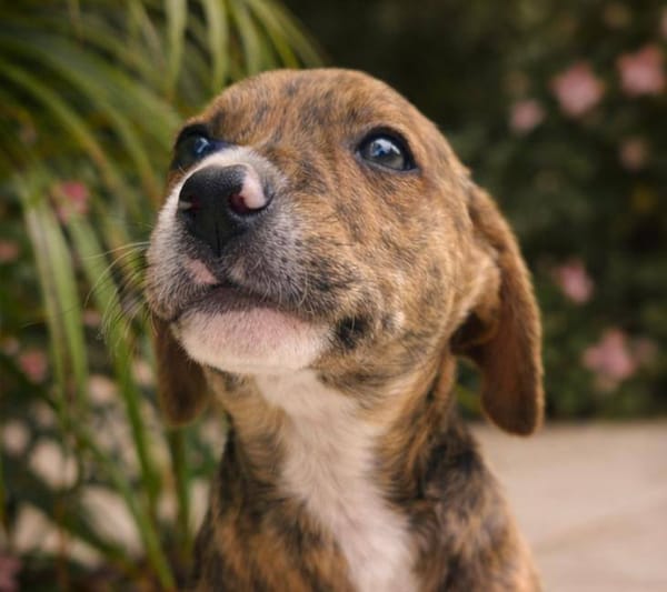 Oji, mâle, X Berger, né le 10/12/2025🐶