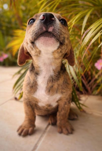 Oji, mâle, X Berger, né le 10/12/2025🐶