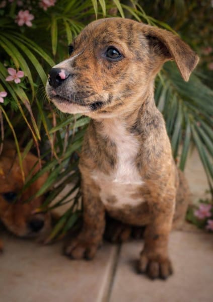 Oji, mâle, X Berger, né le 10/12/2025🐶