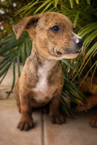 Oji, mâle, X Berger, né le 10/12/2025🐶