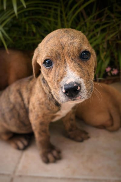 Oji, mâle, X Berger, né le 10/12/2025🐶