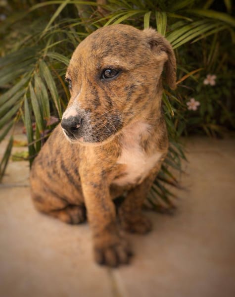 Oji, mâle, X Berger, né le 10/12/2025🐶