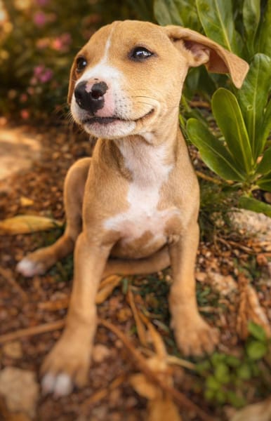 Nova, femelle, X Berger, née le 10/12/2025🐶