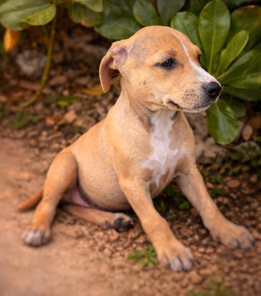 Nova, femelle, X Berger, née le 10/12/2025🐶