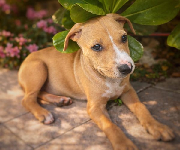 Nova, femelle, X Berger, née le 10/12/2025🐶