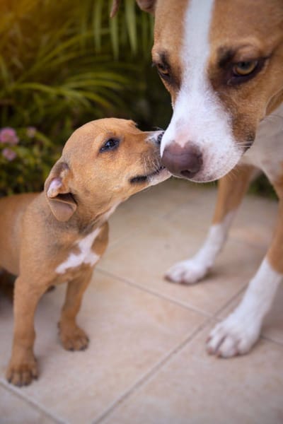 Miko, mâle, X Berger, né le 10/12/2025🐶