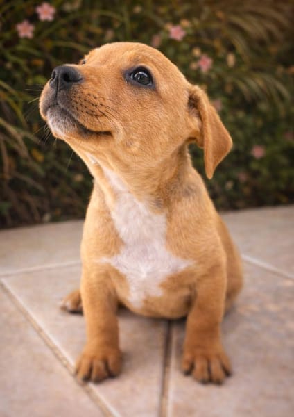 Mallow, mâle, X Berger, né le 10/12/2025🐶