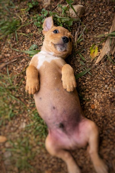 Mallow, mâle, X Berger, né le 10/12/2025🐶