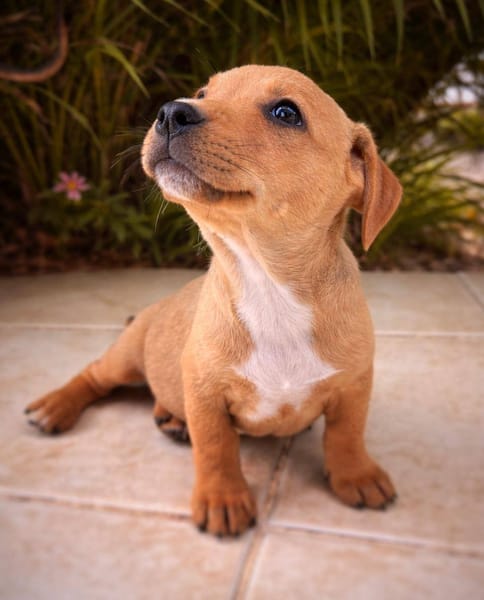 Mallow, mâle, X Berger, né le 10/12/2025🐶