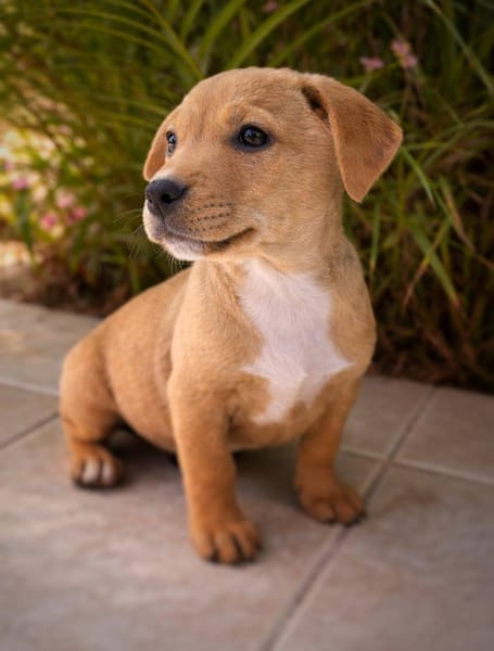 Mallow, mâle, X Berger, né le 10/12/2025🐶