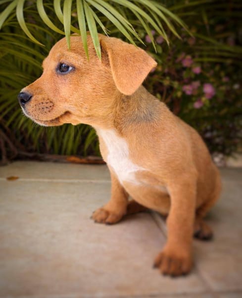 Mallow, mâle, X Berger, né le 10/12/2025🐶