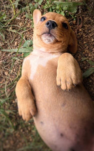 Mallow, mâle, X Berger, né le 10/12/2025🐶