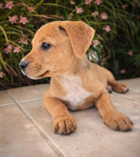 Mallow, mâle, X Berger, né le 10/12/2025🐶