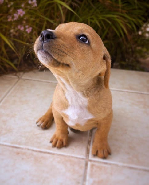 Mallow, mâle, X Berger, né le 10/12/2025🐶