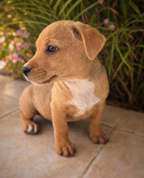 Mallow, mâle, X Berger, né le 10/12/2025🐶