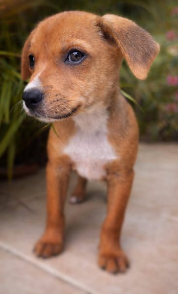 Lula, femelle, X Berger, née le 10/12/2025🐶