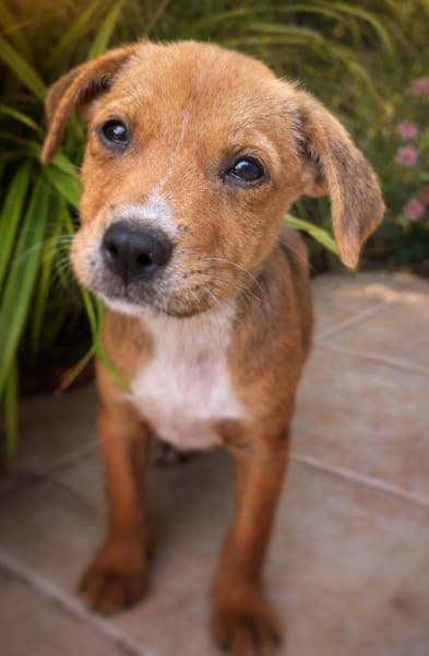 Lula, femelle, X Berger, née le 10/12/2025🐶