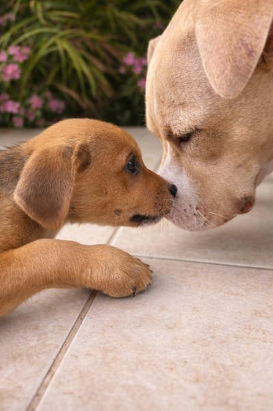 Lula, femelle, X Berger, née le 10/12/2025🐶