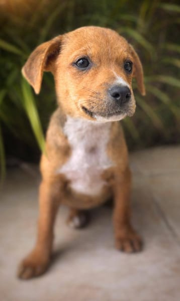 Lula, femelle, X Berger, née le 10/12/2025🐶