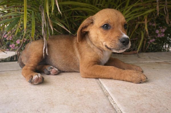 Lula, femelle, X Berger, née le 10/12/2025🐶