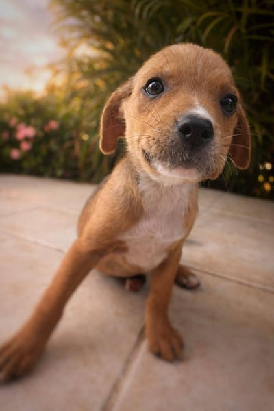 Lula, femelle, X Berger, née le 10/12/2025🐶