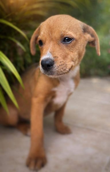 Lula, femelle, X Berger, née le 10/12/2025🐶