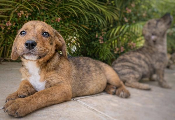 Himé, femelle, X Berger, née le 10/12/2025🐶