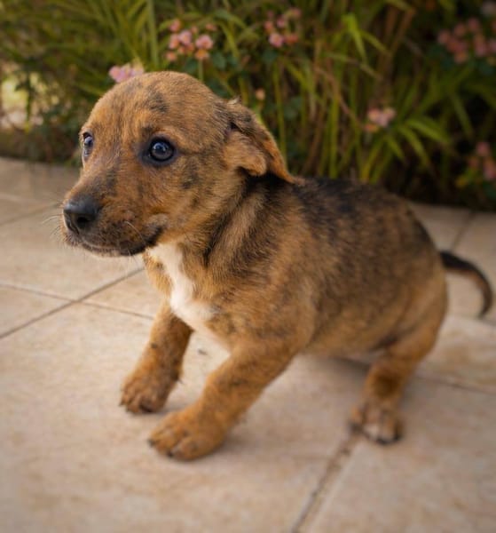 Himé, femelle, X Berger, née le 10/12/2025🐶