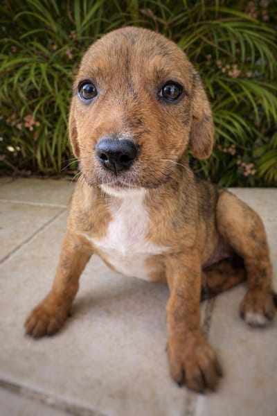 Himé, femelle, X Berger, née le 10/12/2025🐶