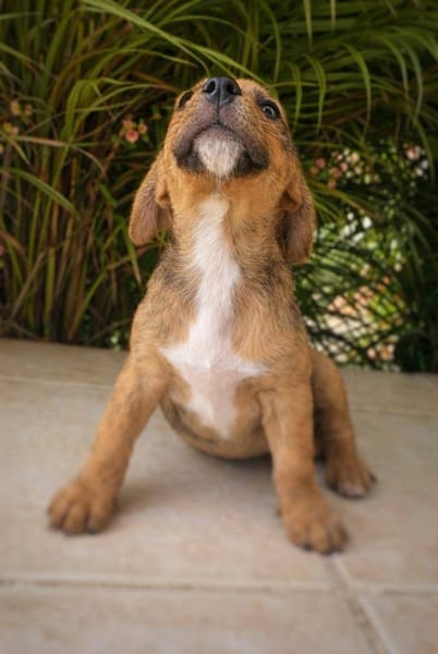 Himé, femelle, X Berger, née le 10/12/2025🐶