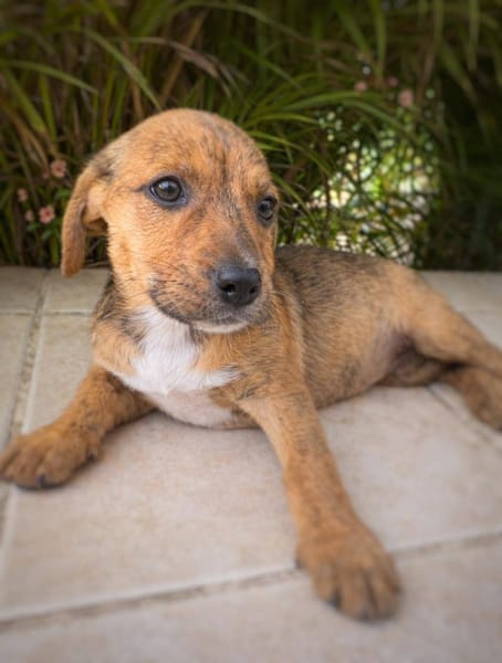 Himé, femelle, X Berger, née le 10/12/2025🐶