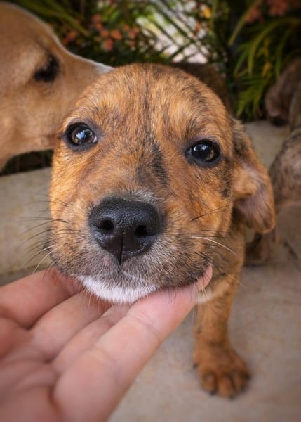 Himé, femelle, X Berger, née le 10/12/2025🐶