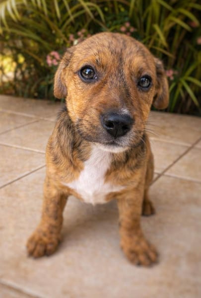 Himé, femelle, X Berger, née le 10/12/2025🐶