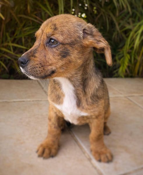 Himé, femelle, X Berger, née le 10/12/2025🐶