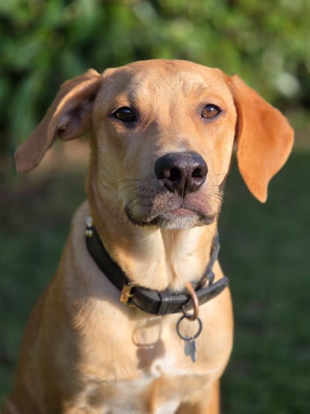 Carignan, mâle X berger né le 14/07/2025