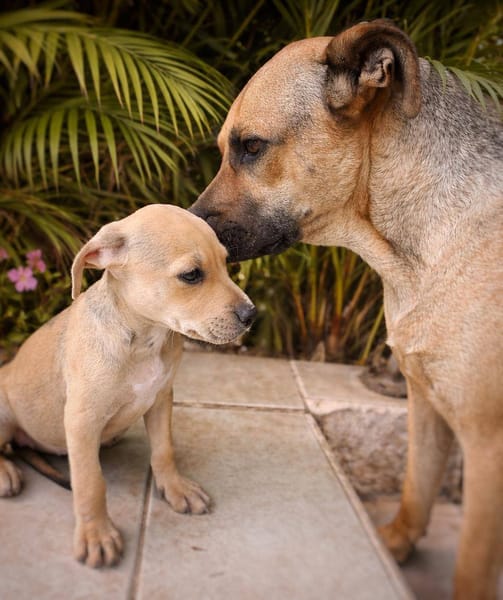 Bath, femelle, X Berger, née le 10/12/2025🐶