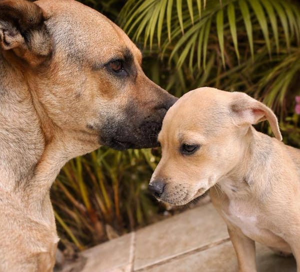 Bath, femelle, X Berger, née le 10/12/2025🐶