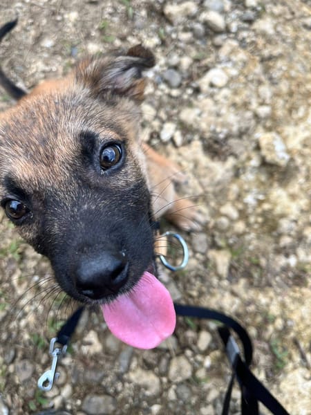 Baïko, Mâle, X Berger, né le 08/12/2025 🐶