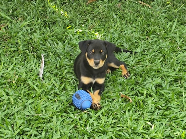 Barça la petite boule de tendresse